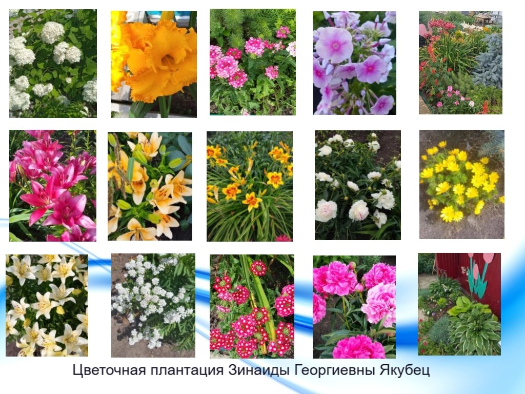 Цветочное многоцветье