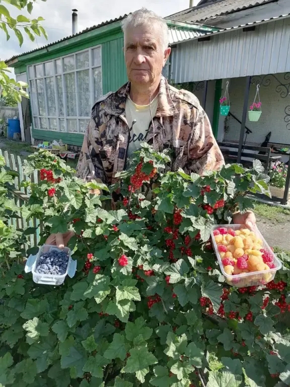 Ягодная эстафета на ветеранском подворье Степановых