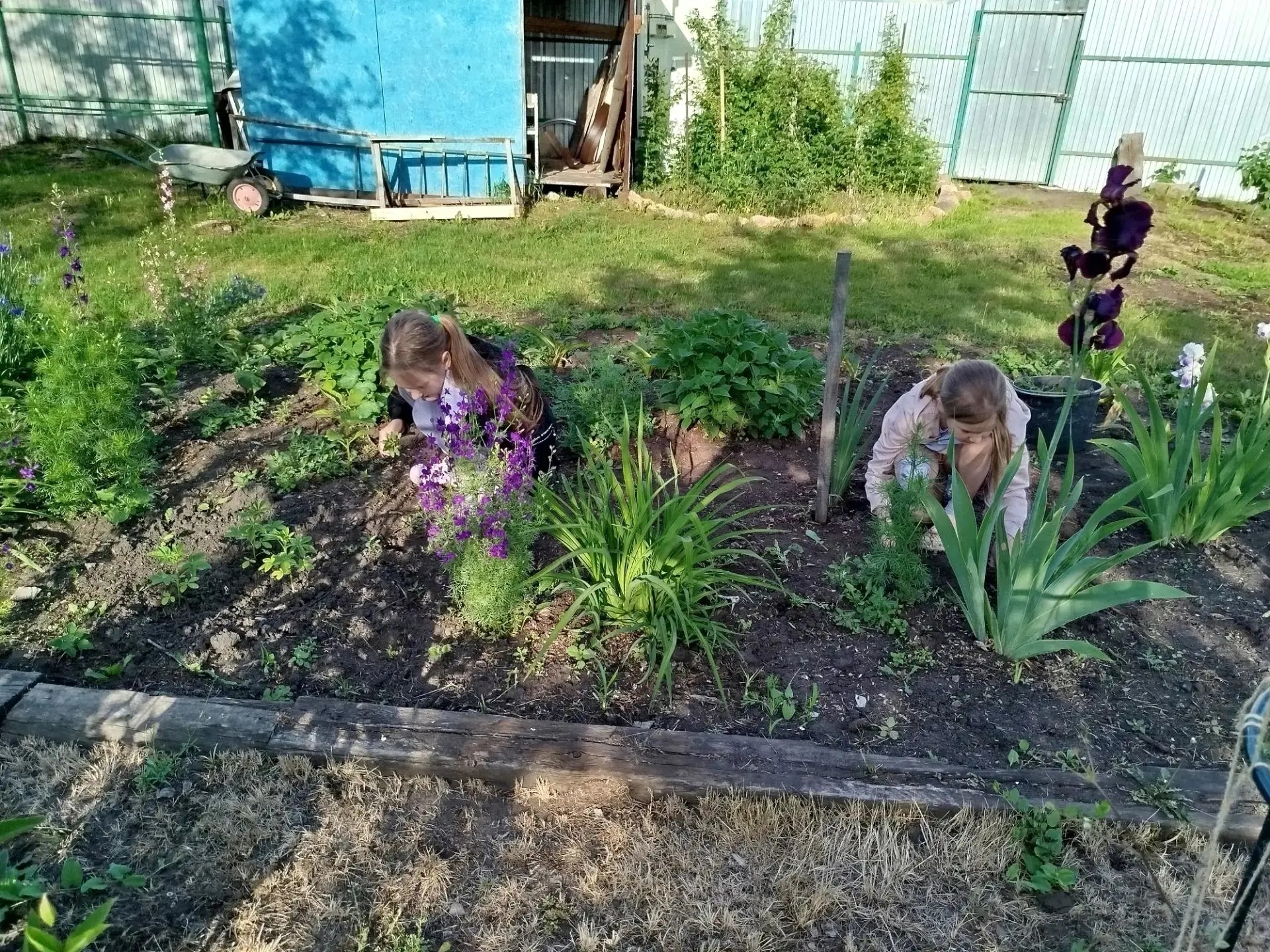 Клумба моих внучек